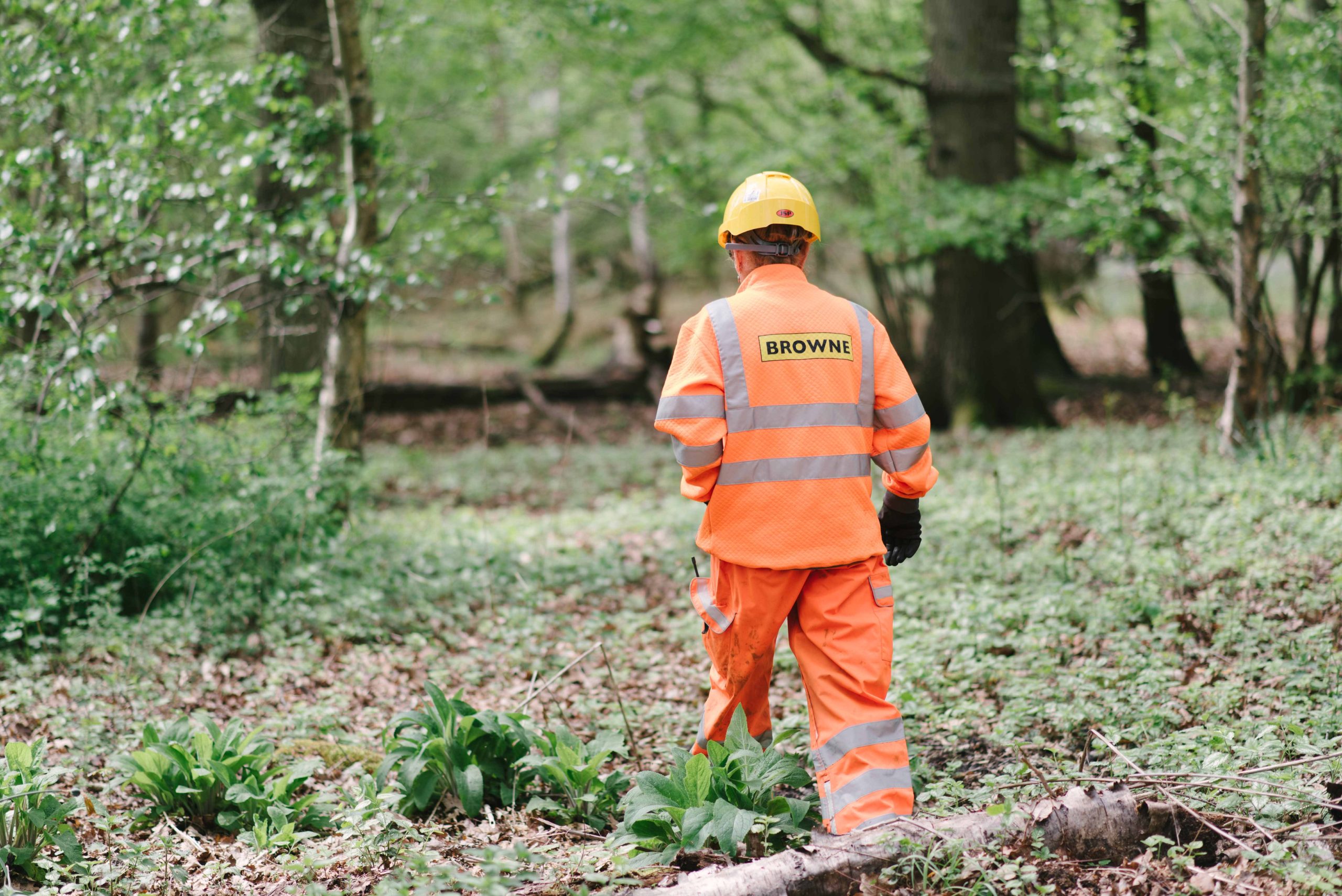 Browne Group - A worker in orange safety gear and a yellow helmet stands in a green forest, facing away.